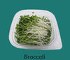 SIDNEY MICROGREENS Broccoli, 1 ea