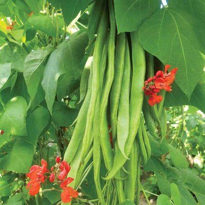 ORGANIC SCRARLETT RUNNER BEANS